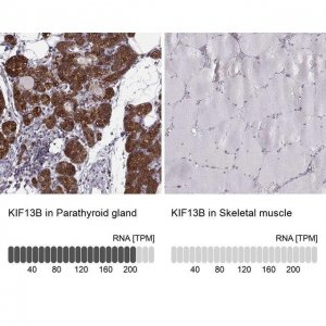 Anti-KIF13B antibody produced in rabbit 