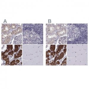 Anti-KIF13B antibody produced in rabbit 