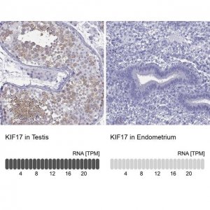 Anti-KIF17 antibody produced in rabbit 