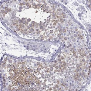Anti-KIF17 antibody produced in rabbit 