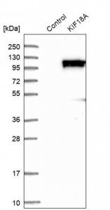 Anti-KIF18A antibody produced in rabbit 