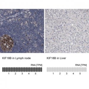 Anti-KIF18B antibody produced in rabbit 