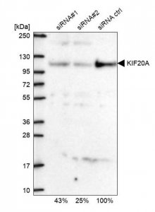 Anti-KIF20A antibody produced in rabbit 