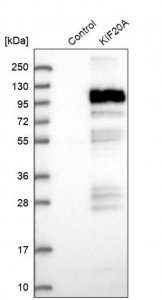 Anti-KIF20A antibody produced in rabbit 