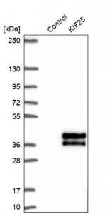 Anti-KIF25 antibody produced in rabbit 
