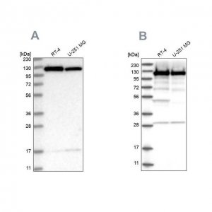 Anti-KIF5B antibody produced in rabbit HPA037589-100UL