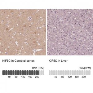 Anti-KIF5C antibody produced in rabbit 