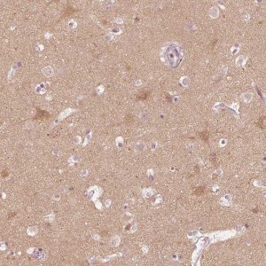 Anti-KIF5C antibody produced in rabbit 