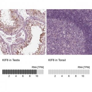 Anti-KIF6 antibody produced in rabbit 