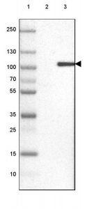 Anti-KIF9 antibody produced in rabbit HPA022031-100UL
