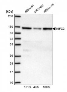 Anti-KIFC3 antibody produced in rabbit 
