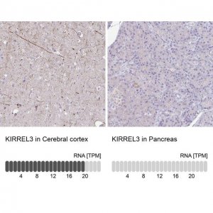 Anti-KIRREL3 antibody produced in rabbit 