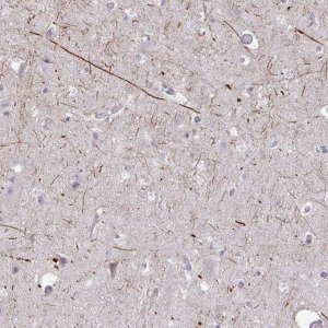 Anti-KIRREL3 antibody produced in rabbit 
