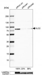 Anti-KLC2 antibody produced in rabbit 