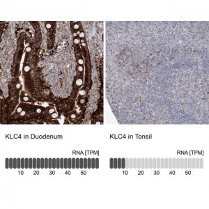 Anti-KLC4 antibody produced in rabbit 