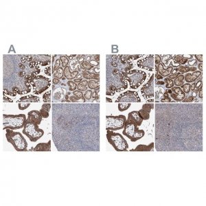 Anti-KLC4 antibody produced in rabbit 