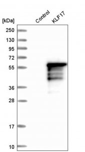 Anti-KLF17 antibody produced in rabbit 