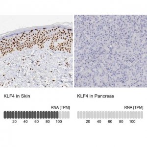 Anti-KLF4 antibody produced in rabbit 