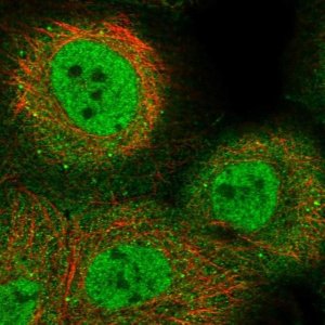 Anti-KLF9 antibody produced in rabbit 