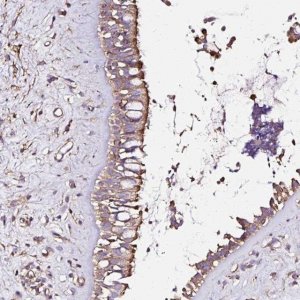 Anti-KLHL11 antibody produced in rabbit 
