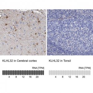 Anti-KLHL32 antibody produced in rabbit 