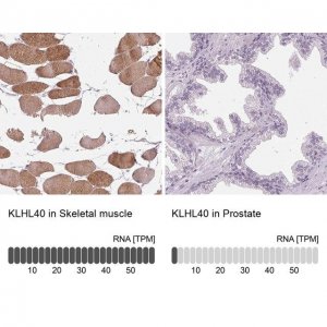 Anti-KLHL40 antibody produced in rabbit 