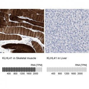 Anti-KLHL41 antibody produced in rabbit 