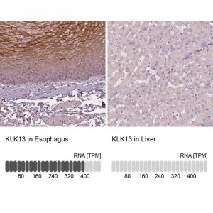 Anti-KLK13 antibody produced in rabbit 