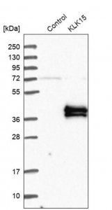 Anti-KLK15 antibody produced in rabbit HPA019802-100UL