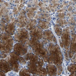 Anti-KLK15 antibody produced in rabbit HPA019802-100UL