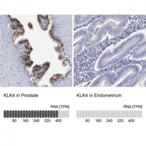 Anti-KLK4 antibody produced in rabbit 