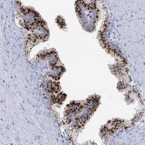 Anti-KLK4 antibody produced in rabbit 