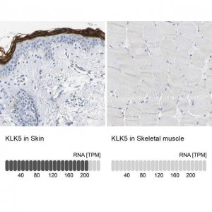 Anti-KLK5 antibody produced in rabbit 