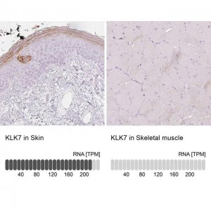 Anti-KLK7 antibody produced in rabbit 