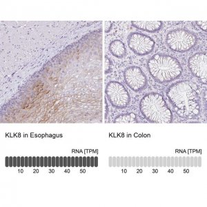 Anti-KLK8 antibody produced in rabbit 