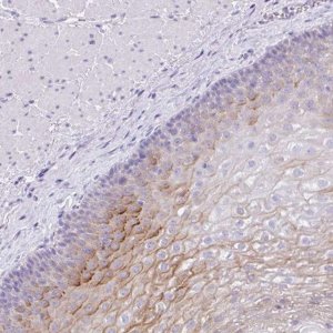 Anti-KLK8 antibody produced in rabbit 