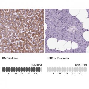 Anti-KMO antibody produced in rabbit 
