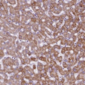 Anti-KMO antibody produced in rabbit 