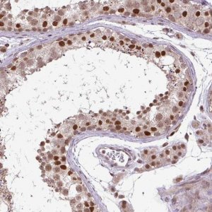 Anti-KPNA1 antibody produced in rabbit 