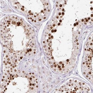 Anti-KPNA2 antibody produced in rabbit 