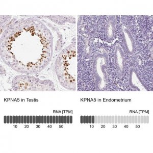 Anti-KPNA5 antibody produced in rabbit 