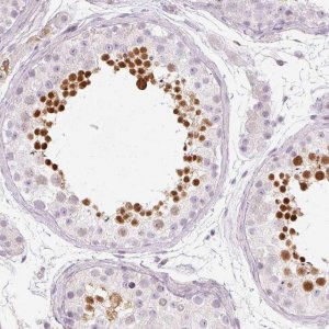 Anti-KPNA5 antibody produced in rabbit 