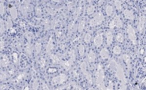 Anti-KRas Antibody, clone 2J13, ZooMAb Rabbit Monoclonal 