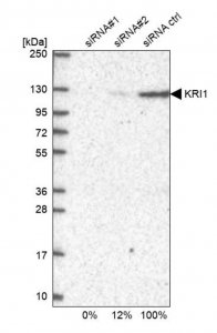 Anti-KRI1 antibody produced in rabbit 