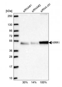 Anti-KRR1 antibody produced in rabbit 