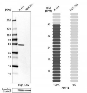 Anti-KRT15 antibody produced in rabbit 
