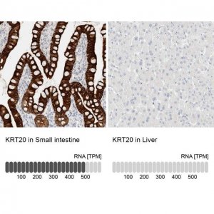 Anti-KRT20 antibody produced in rabbit 