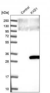 Anti-KXD1 antibody produced in rabbit HPA041507-100UL