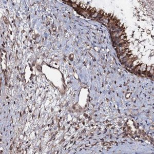 Anti-KXD1 antibody produced in rabbit HPA041507-100UL