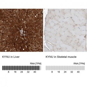 Anti-KYNU antibody produced in rabbit 